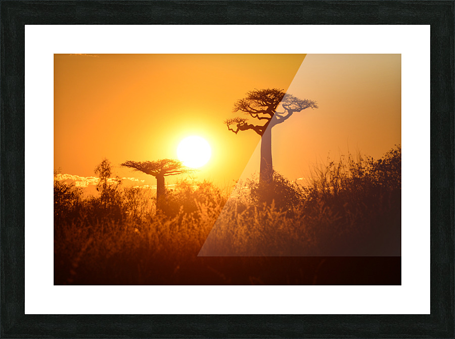 Baobab Trees at Sunset Picture Frame print