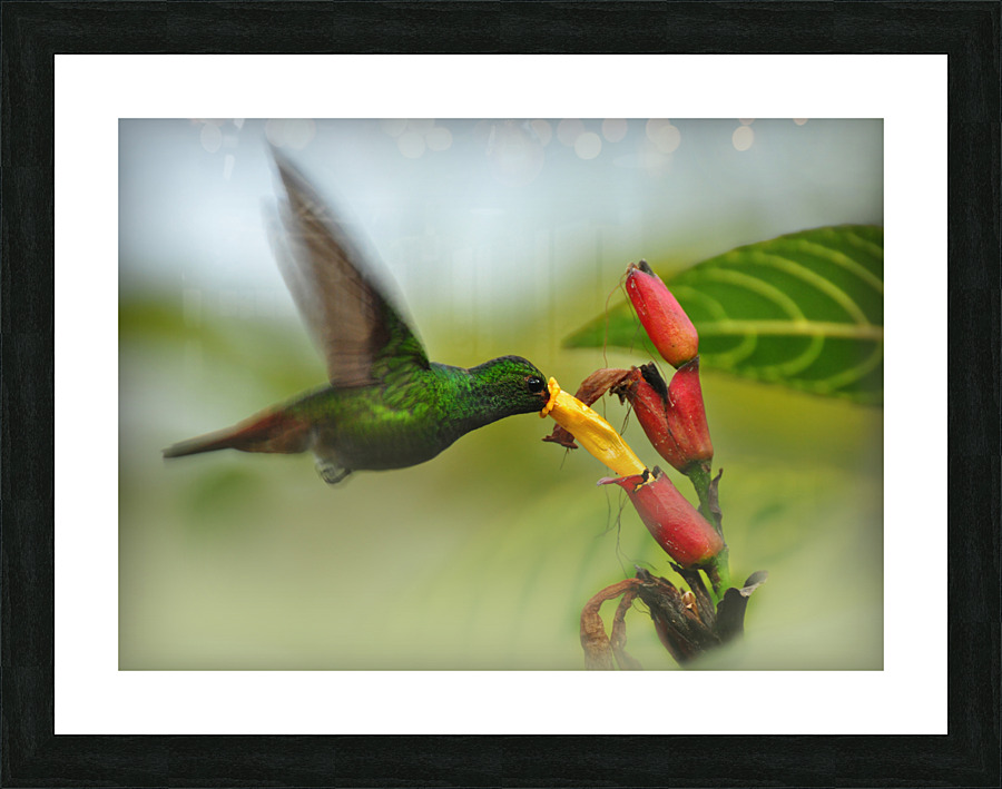  Hummingbird in flight  Picture Frame print