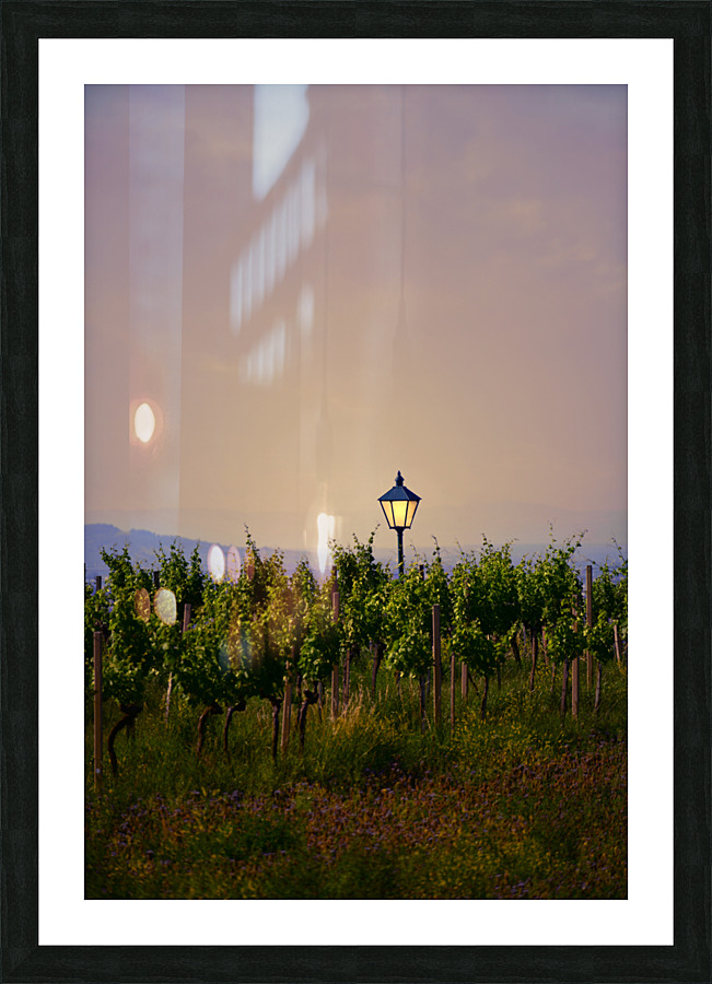 Vineyard with lantern at Sunset Picture Frame print