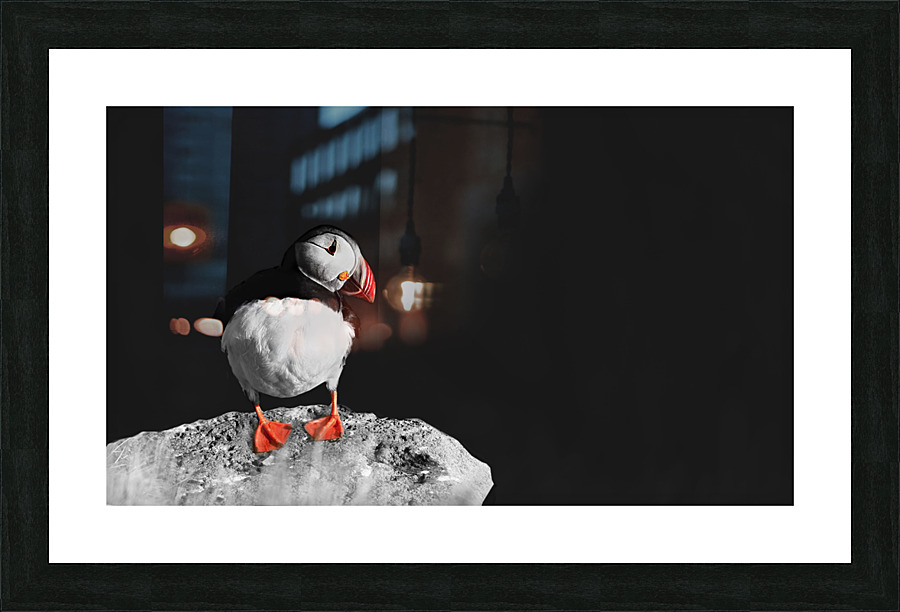 Puffin against black background Picture Frame print