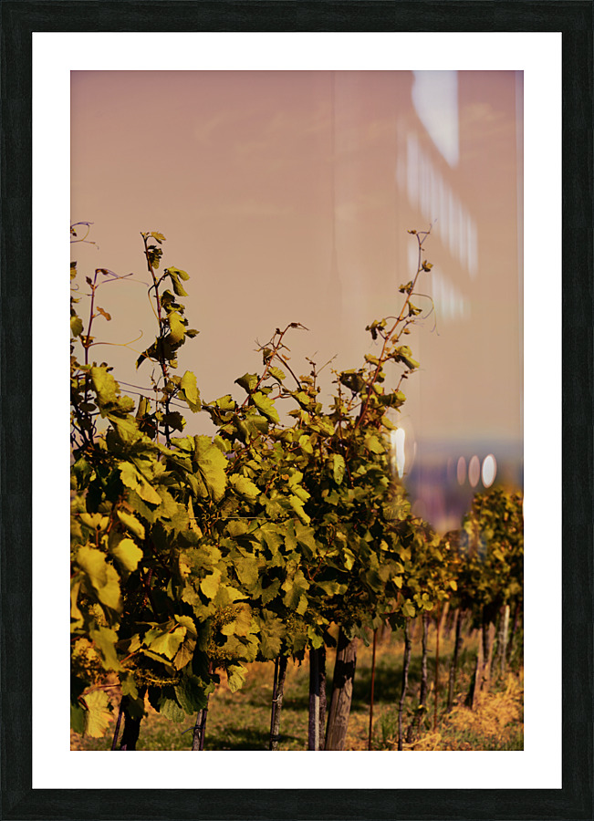 Vineyard at Sunset Picture Frame print