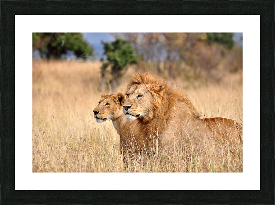 Two Lions Picture Frame print