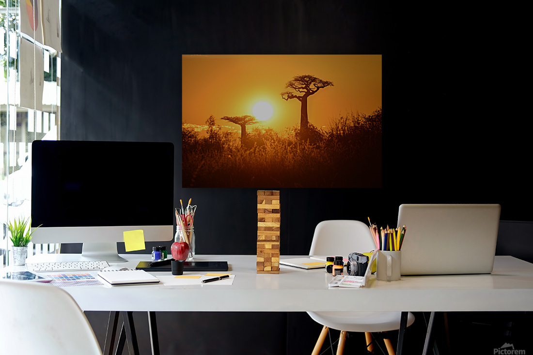 Baobab Trees at Sunset Reproduction