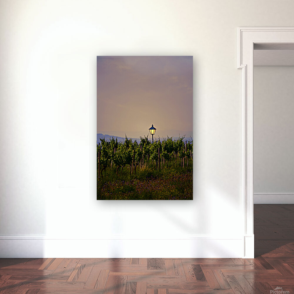 Vineyard with lantern at Sunset Reproduction