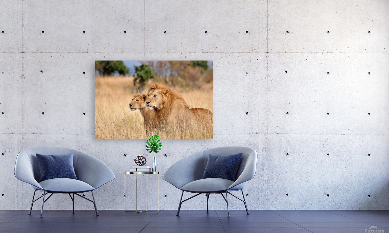 Two Lions Reproduction