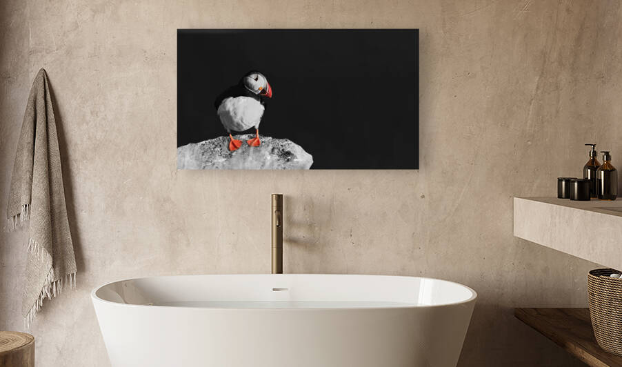 Puffin against black background Reproduction