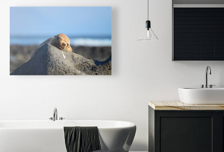 Lazy Galapagos Sea Lion  by CMG Images