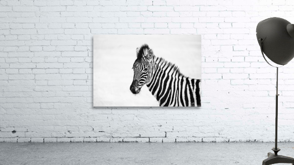 Young Zebra Wall Preview