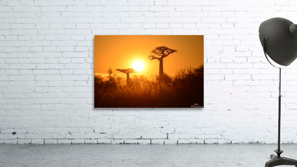 Baobab Trees at Sunset Wall Preview