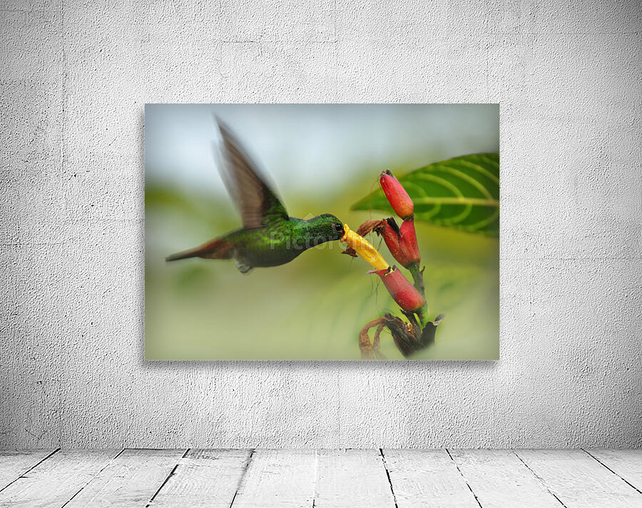  Hummingbird in flight  Wall Preview