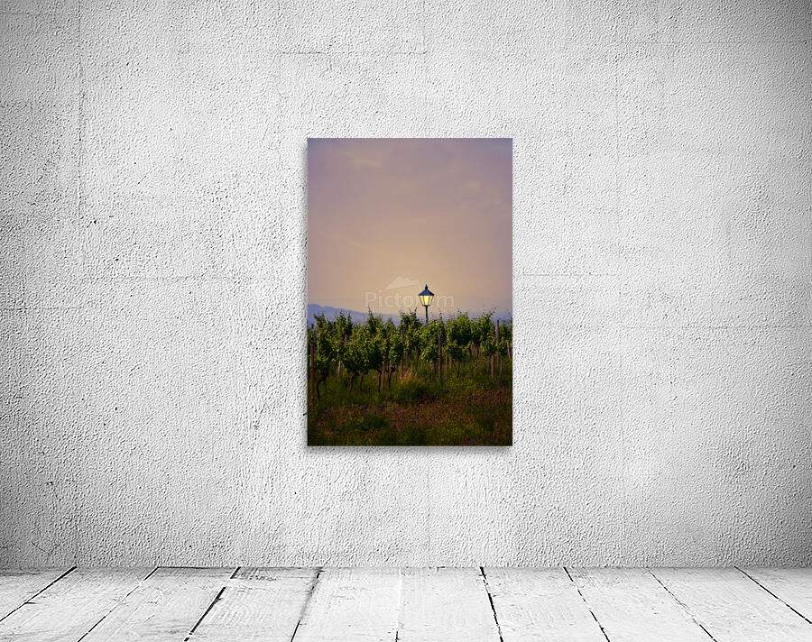 Vineyard with lantern at Sunset Wall Preview