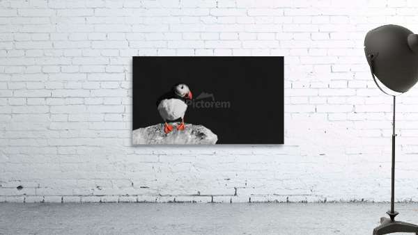 Puffin against black background Wall Preview