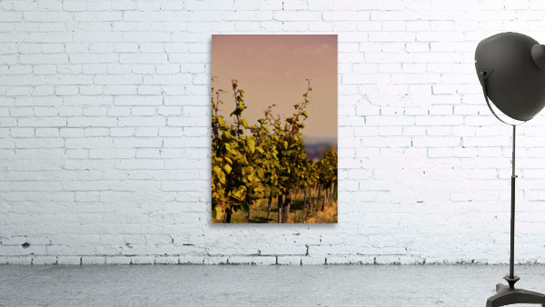 Vineyard at Sunset Wall Preview