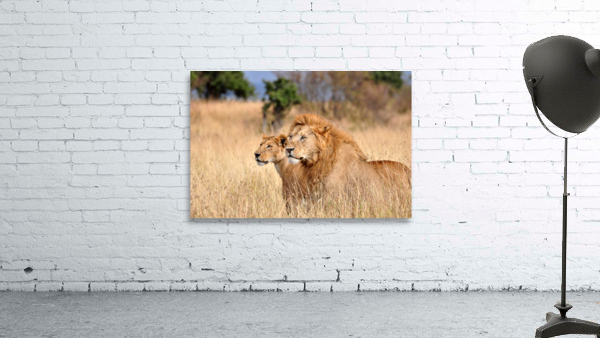 Two Lions Wall Preview