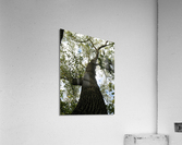 IMG 0124 Acrylic Print