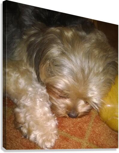RILEY SLEEPING Canvas Print
