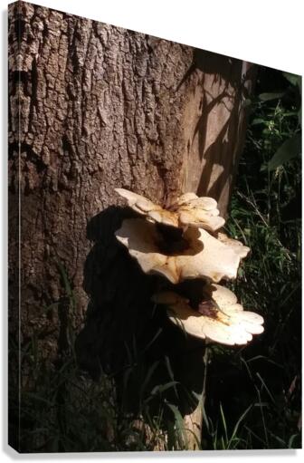 TREE MUSHROOMS Canvas Print