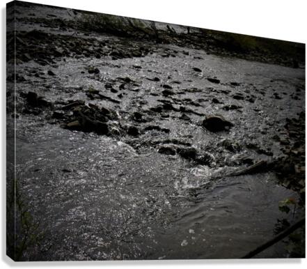 IMG 0111 Canvas Print