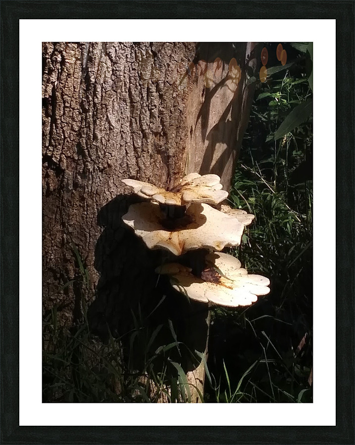 TREE MUSHROOMS Picture Frame print