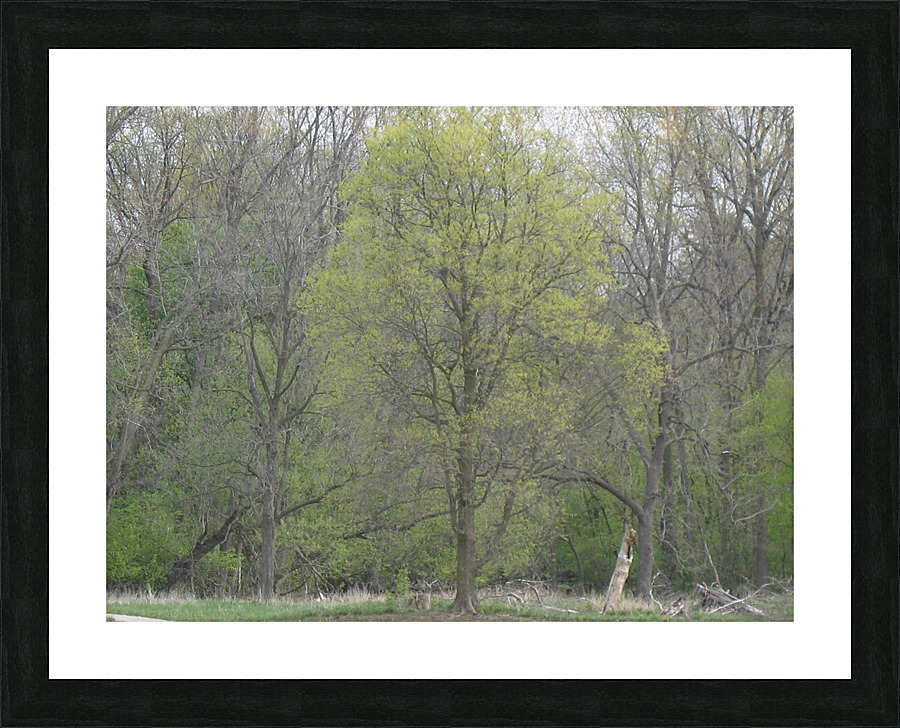 IMG 0001 2 Picture Frame print