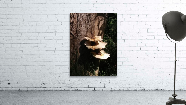 TREE MUSHROOMS Wall Preview
