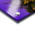 Sunflower Farm Hungary 2023 Acrylic print