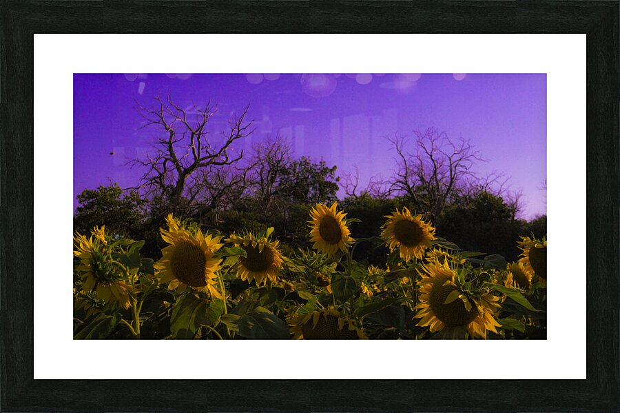 Sunflower Farm Hungary 2023 Picture Frame print