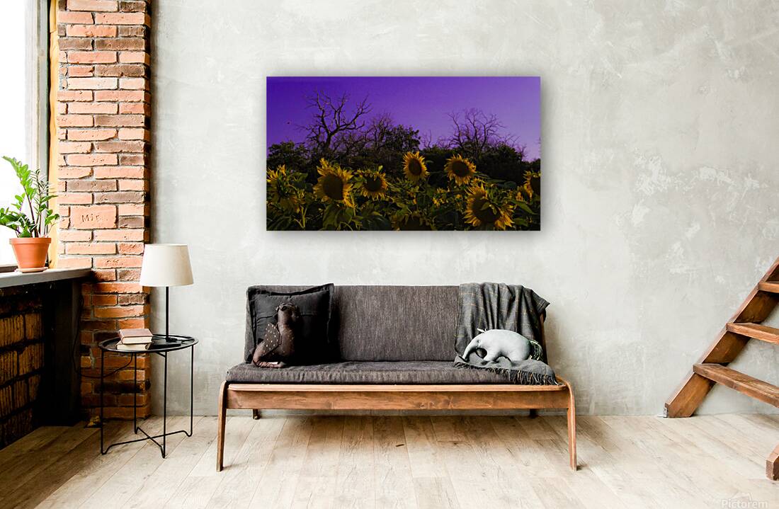 Sunflower Farm Hungary 2023 Reproduction