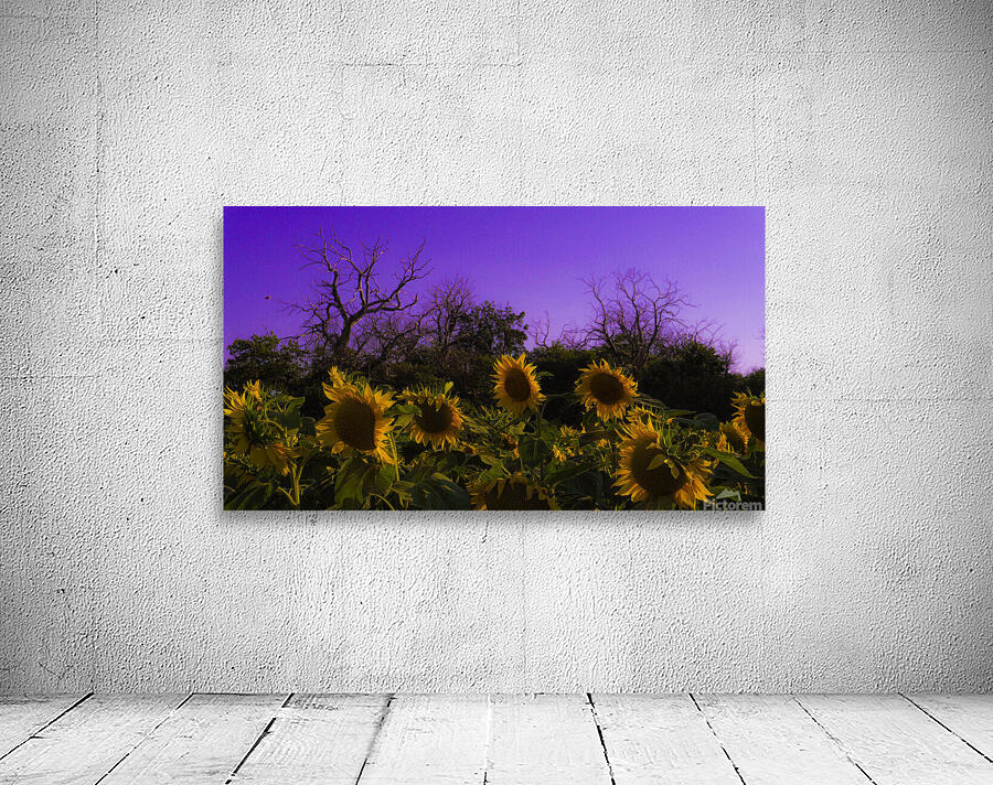 Sunflower Farm Hungary 2023 Wall Preview