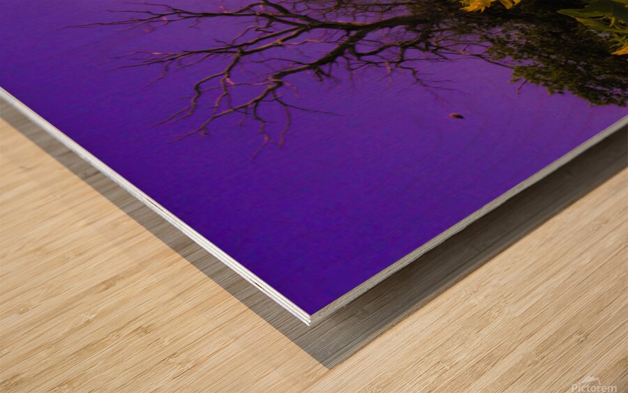 Sunflower Farm Hungary 2023 Wood print