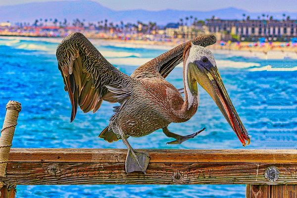 HARBOR PELICAN  Digital Download