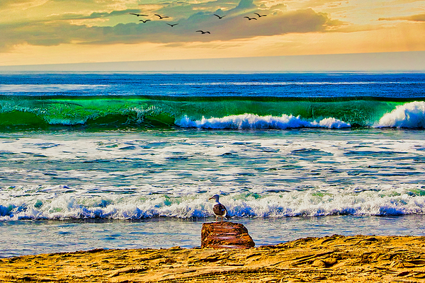 SEABIRD ON ROCK  Digital Download