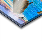 HARBOR PELICAN  Acrylic print