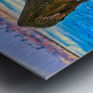 HARBOR PELICAN  Metal print