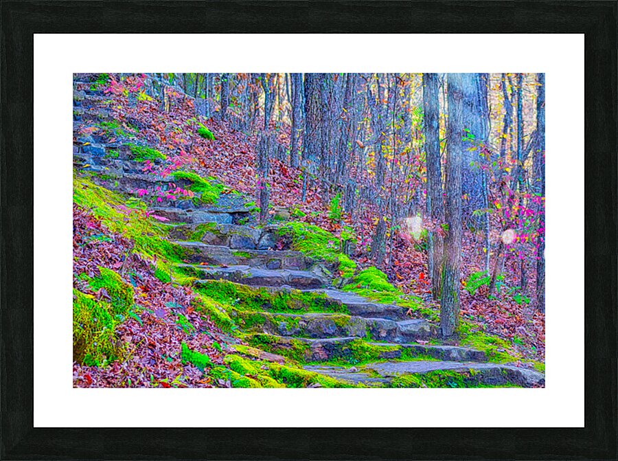 FOREST STAIRCASE  Impression et Cadre photo