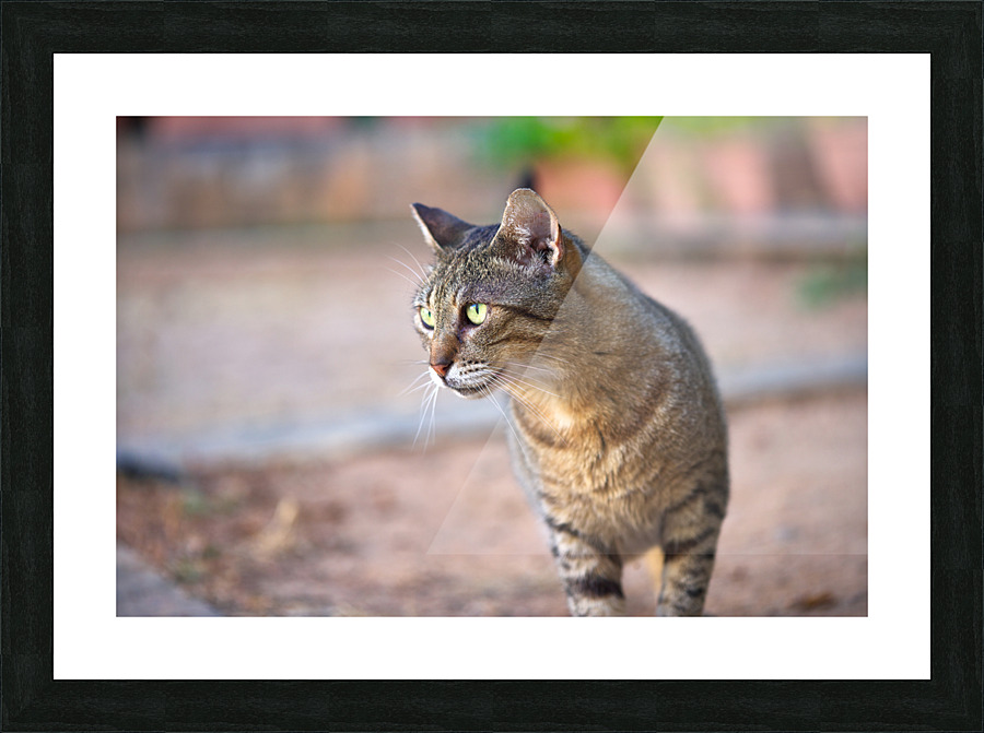 IMG 6296 Picture Frame print