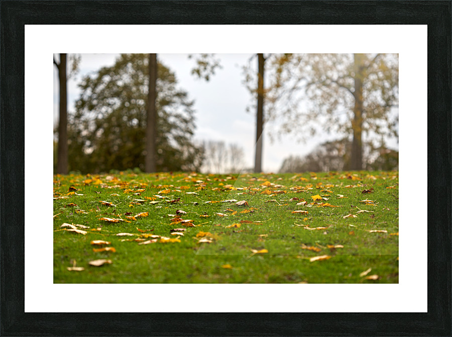 IMG 2711 Picture Frame print