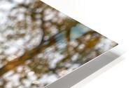 IMG 2711 HD Metal print