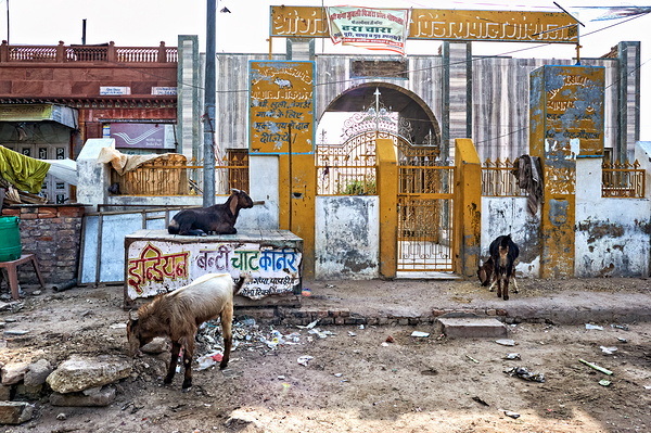 Streets of Bikaner in Rajasthan show daily life and animals Digital Download