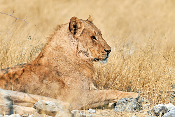Lion resting in Etosha National Park Namibia during the day Digital Download
