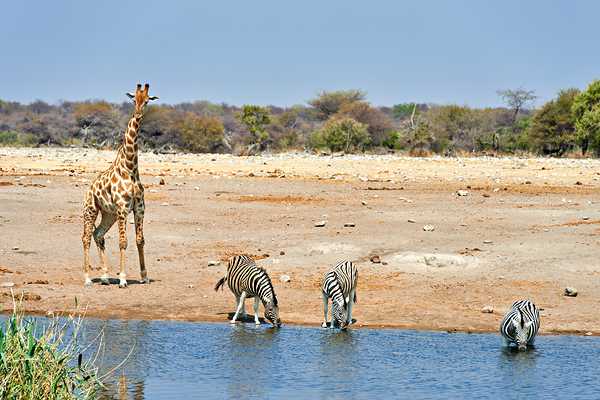 Giraffe and zebras drink water together at a waterhole in Namibi Digital Download