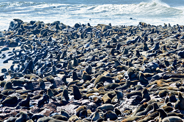 Cape fur seal colony on Skeleton Coast at Cape Cross in Namibia Digital Download