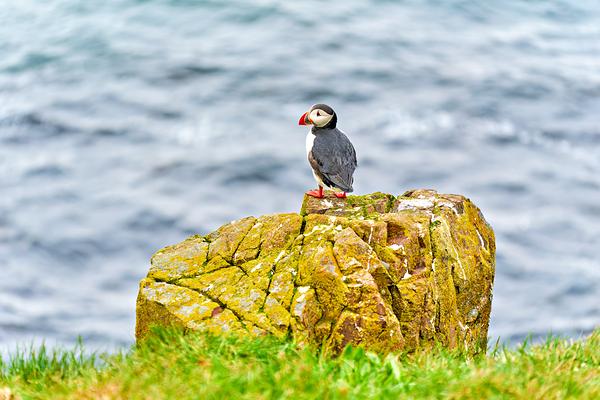 Puffin on rock at Borgarfjordur Eystri in Iceland by the ocean Digital Download