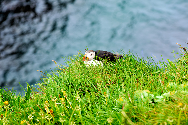 Puffin resting on grass at Borgarfjordur Eystri in Iceland Digital Download