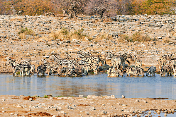 Zebras drink water at a waterhole in Etosha National Park Namibi Digital Download