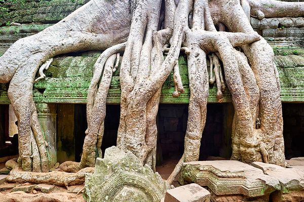 Massive tree roots dominate ancient mossy temple structure. Digital Download