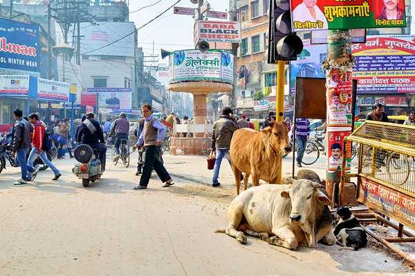 Cows roam the streets of Varanasi Benares Uttar Pradesh Digital Download
