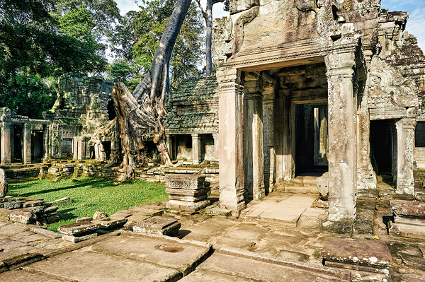 Ancient temple ruins overgrown by massive tree roots. Digital Download