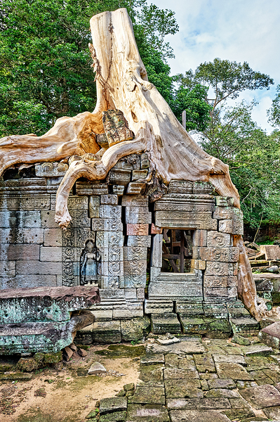 Tree roots engulf ancient temple ruins. Digital Download