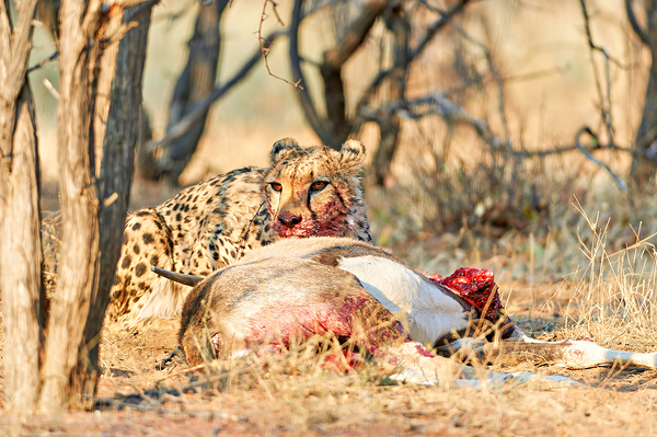 Cheetah feeding on its kill in Okonjima Reserve Namibia Digital Download
